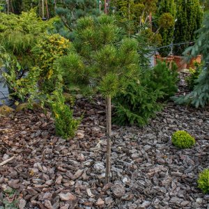 Borovica horská (Pinus mugo) ´WINTERGOLD´ – výška 80-100 cm, kont. C7,5L